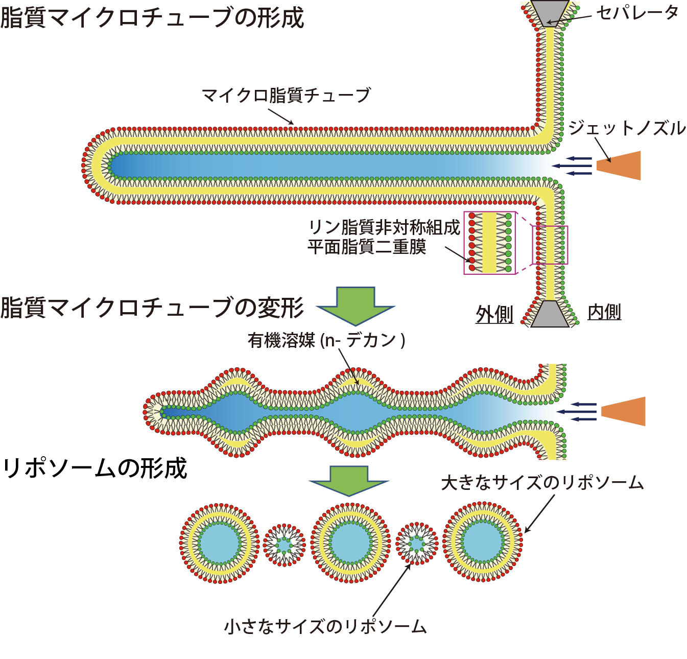 有機溶媒層が存在しないリポソーム形成の模式図