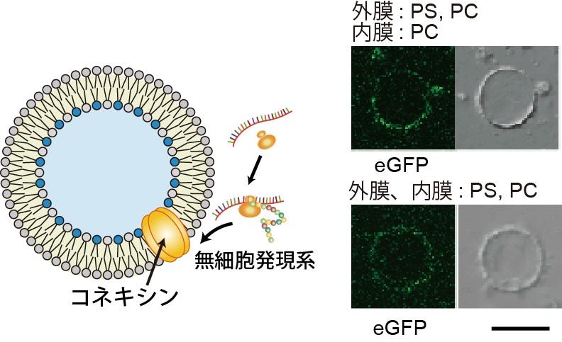 リン脂質非対称膜リポソームへの膜タンパク質の取込み