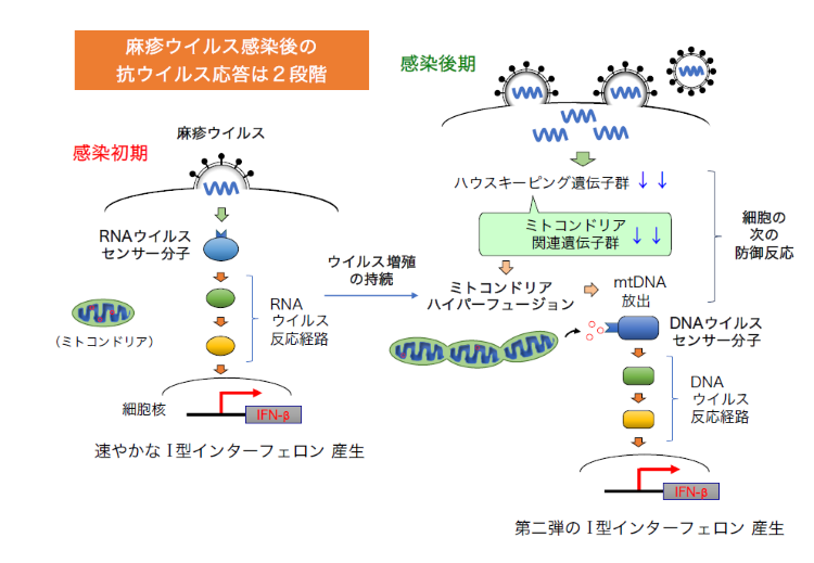 図１甲斐研.png