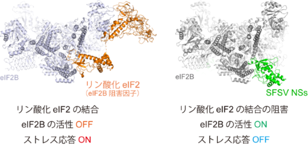 図_池内研.png