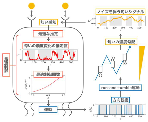 生物はどこまで賢く匂いを探索するのか-図2.png