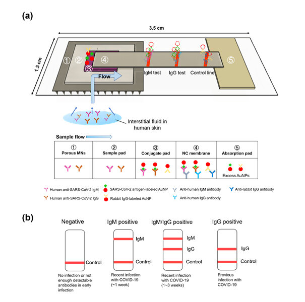 新型コロナウイルス感染症の無痛・迅速診断パッチの開発-2.jpg